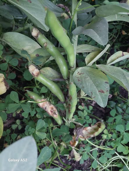 ممكن اعرف اي السبب فى كدا والعلاج اى